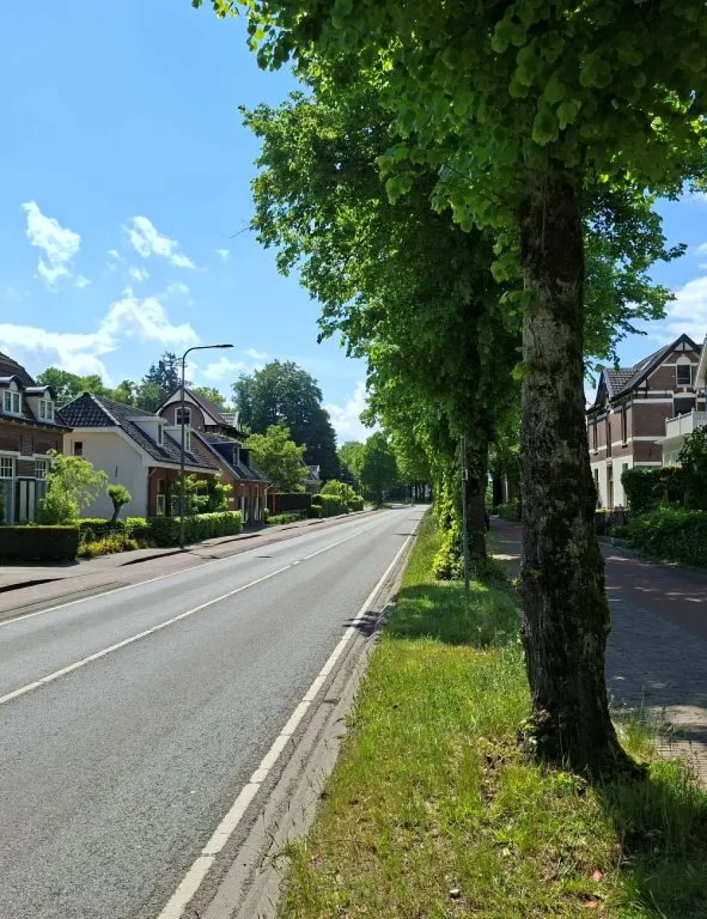 De Zutphensestraatweg in Ellecom met karakteristieke woningen en groene bomenrij